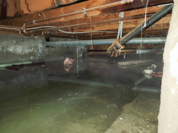 Best Flood restoration services  in Pinebluff, NC